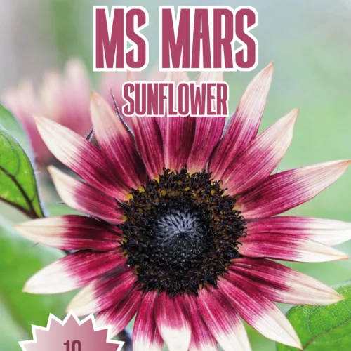 Ms Mars Sunflower Seeds