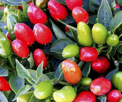 Numex Xmas Chilli Seeds
