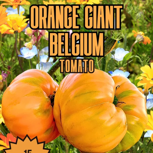 Orange Giant Belgium Tomato Seeds