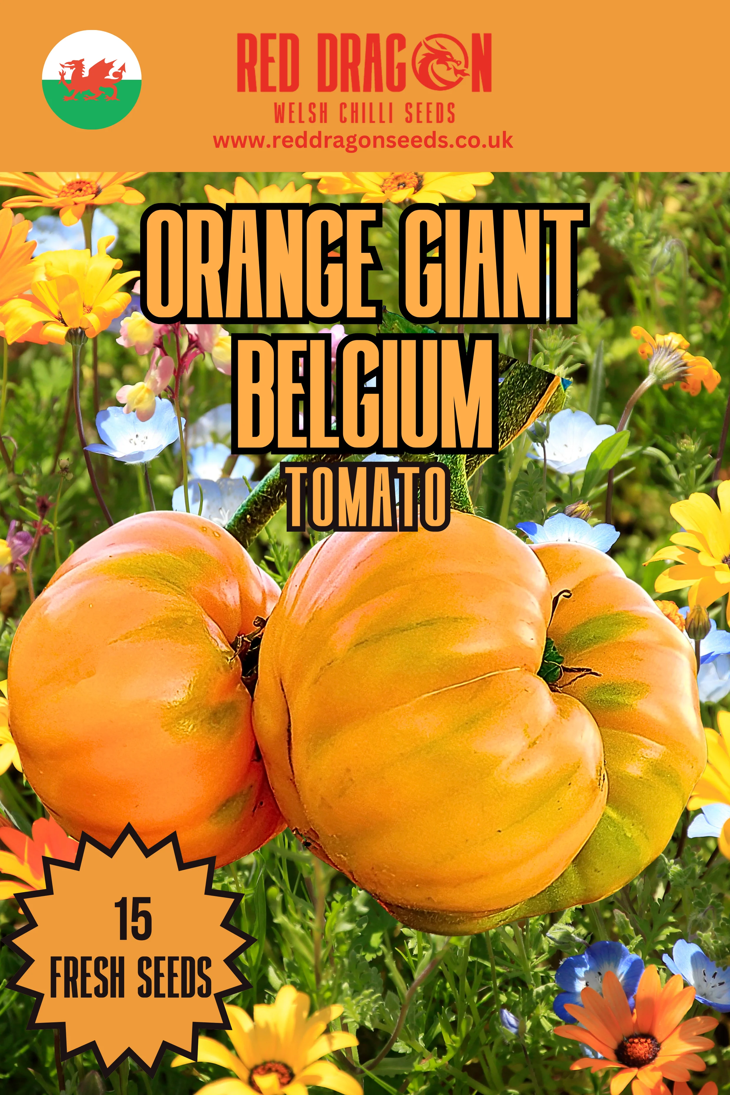 Orange Giant Belgium Tomato Seeds