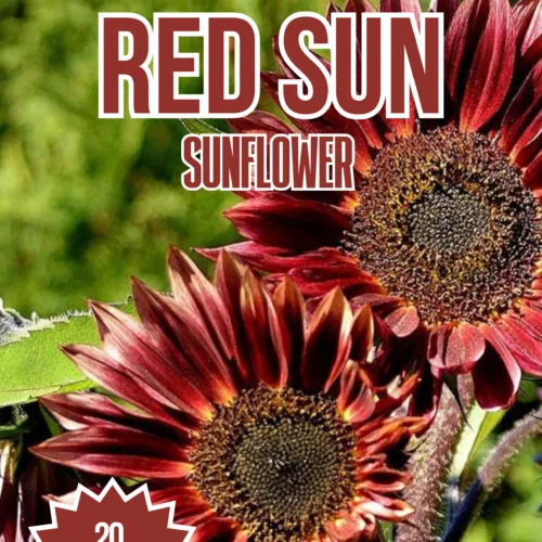 Red Sun Sunflower Seeds