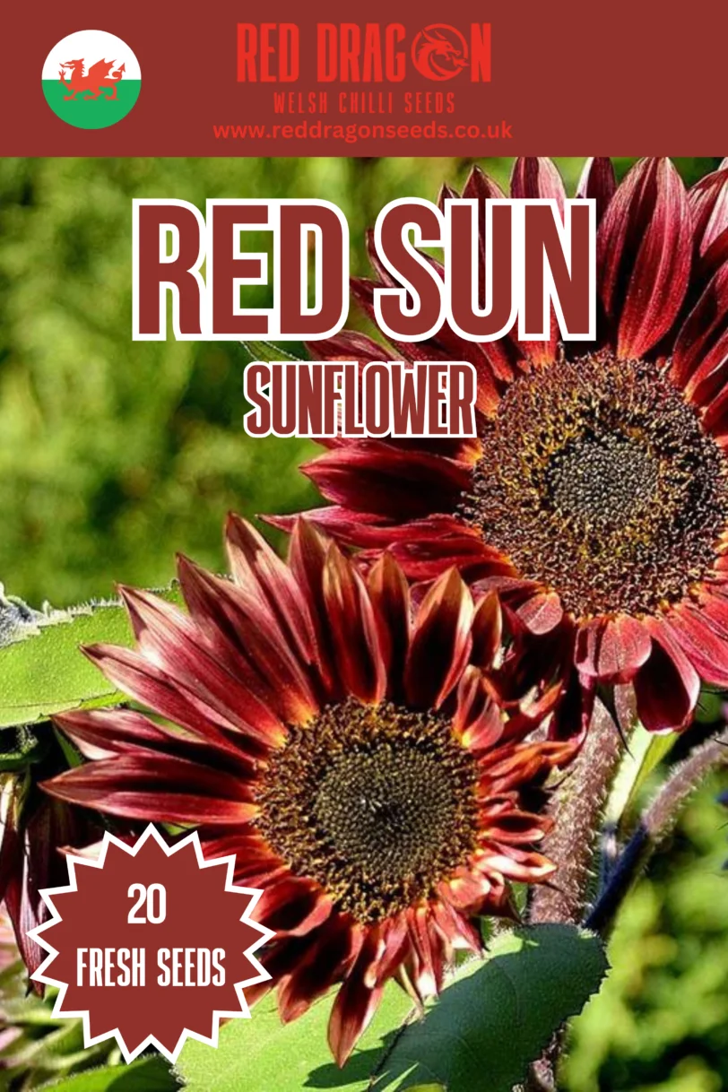 Red Sun Sunflower Seeds