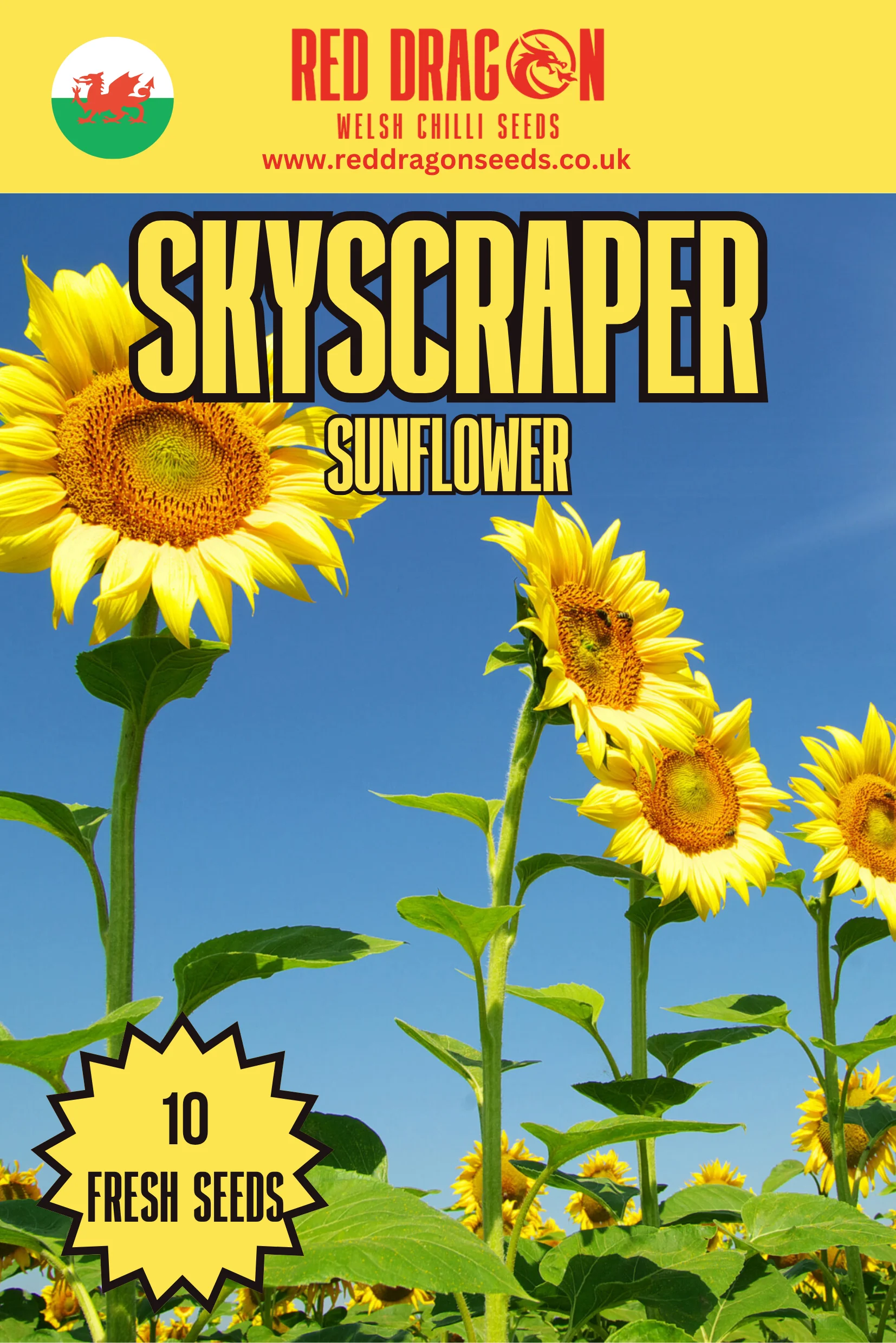 Giant Sunflowers of the World - Triple pack - Image 8