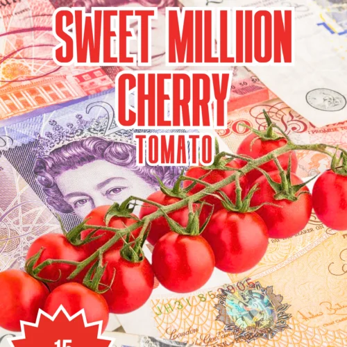 Sweet Million Cherry Tomato Seeds