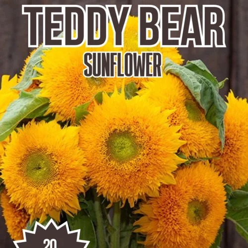 Teddy Bear Sunflower Seeds