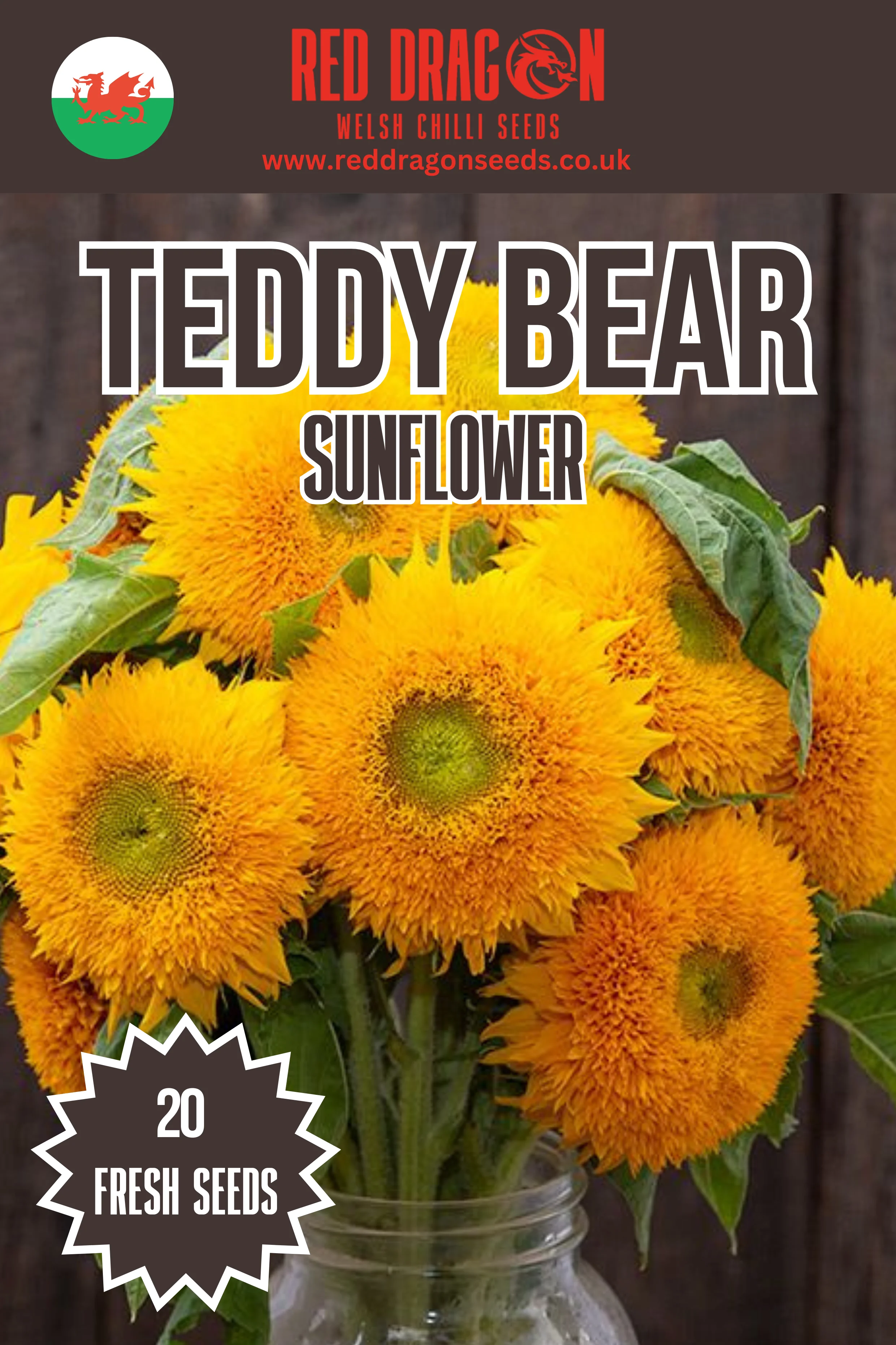 Teddy Bear Sunflower Seeds