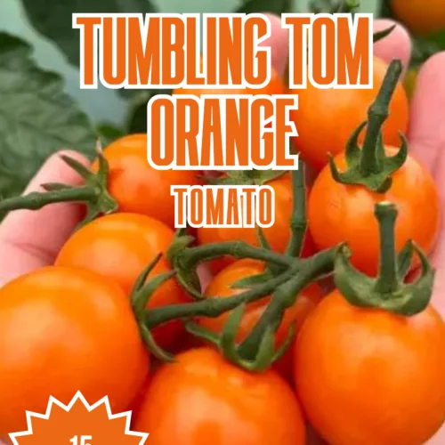 Tumbling Tom Orange Tomato Seeds
