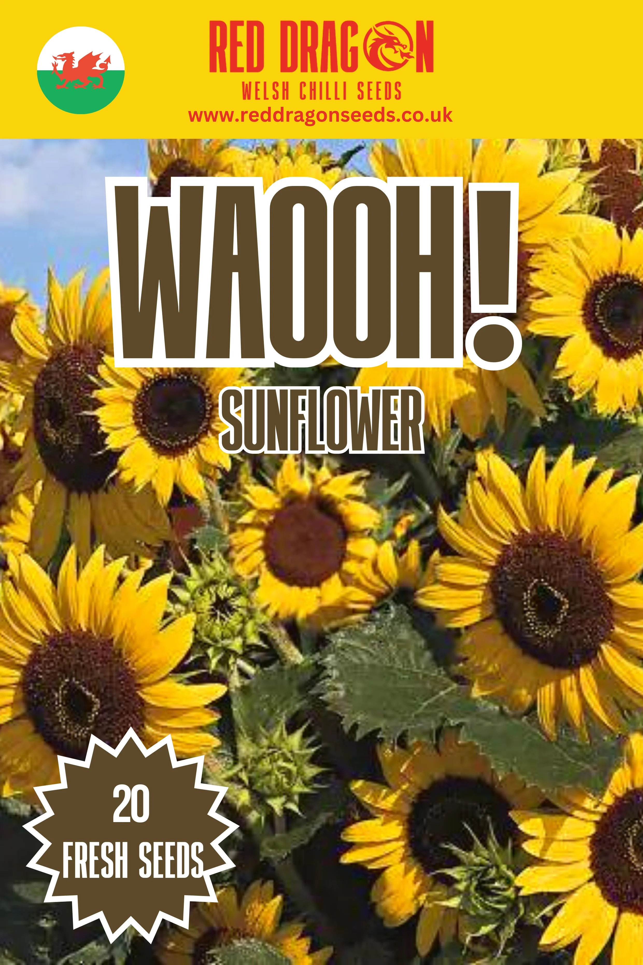 Waooh! Sunflower Seeds