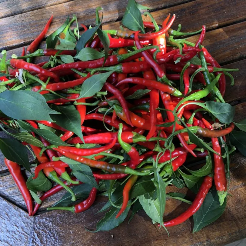 Red Cayenne Chilli Seeds - Image 4