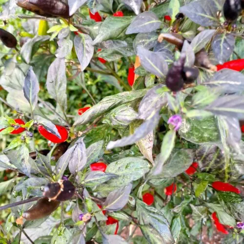 Variegated Mutant Dracula Chilli Seeds