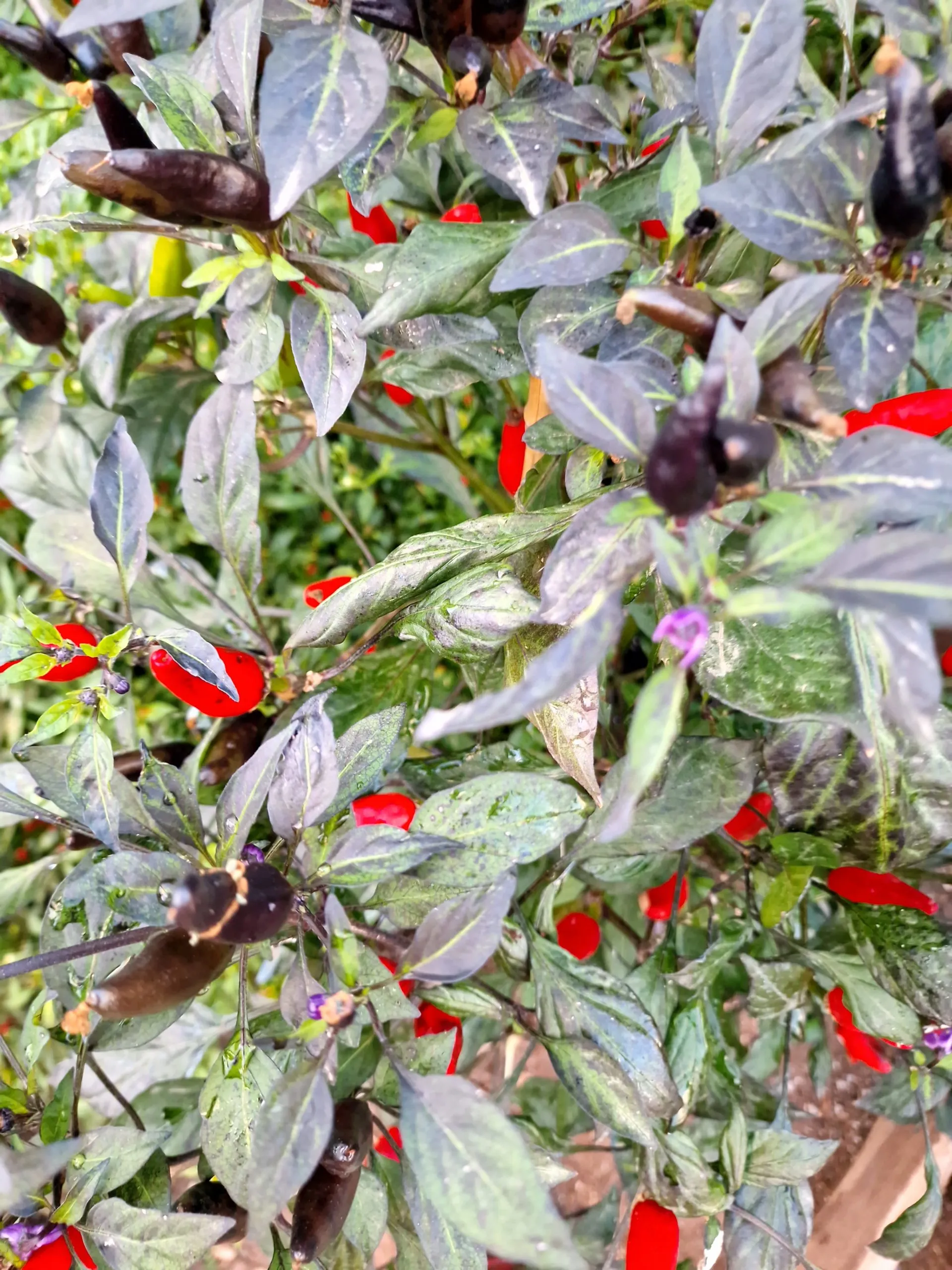 Variegated Mutant Dracula Chilli Seeds