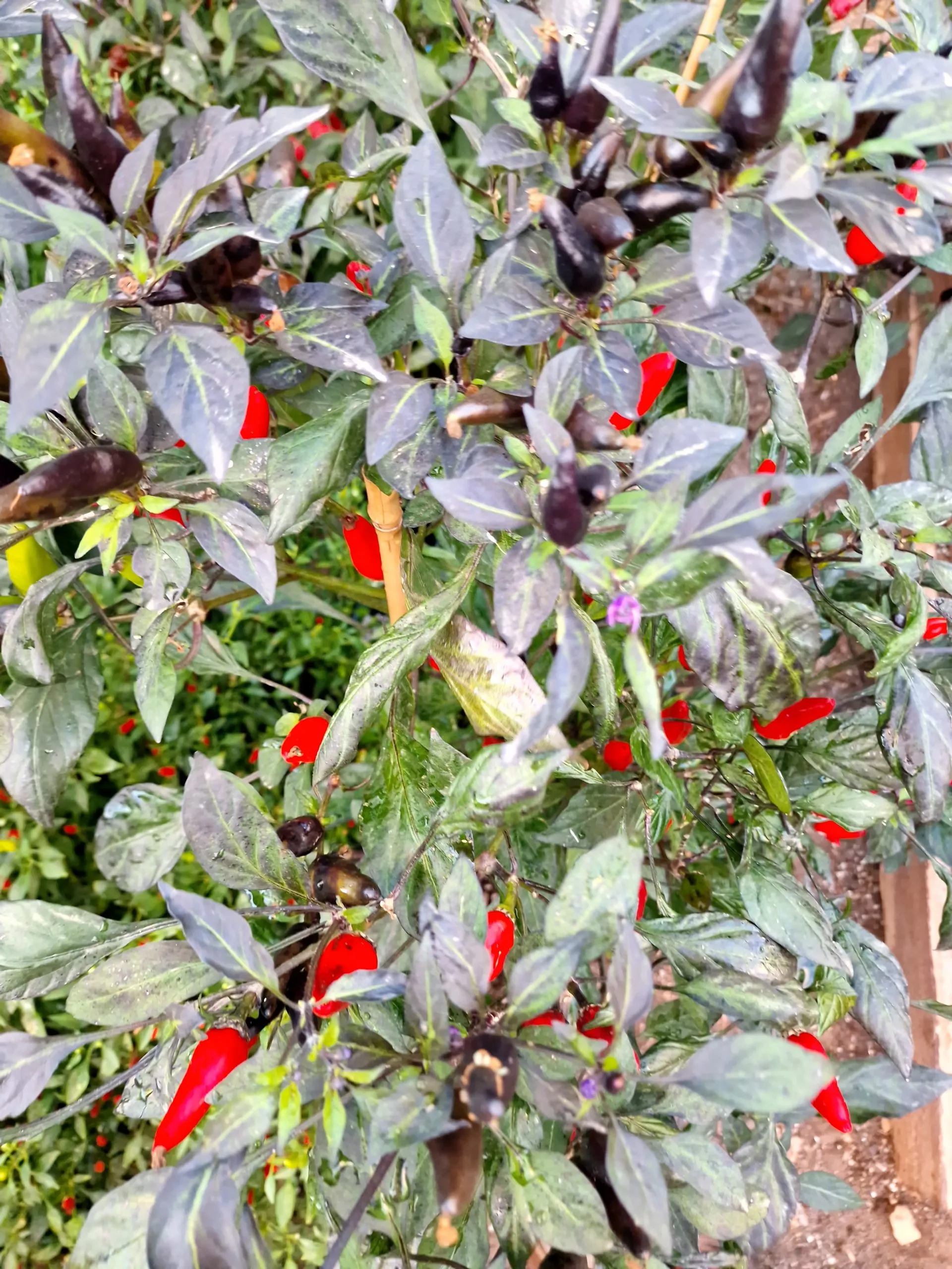 Variegated Mutant Dracula Chilli Seeds - Image 2