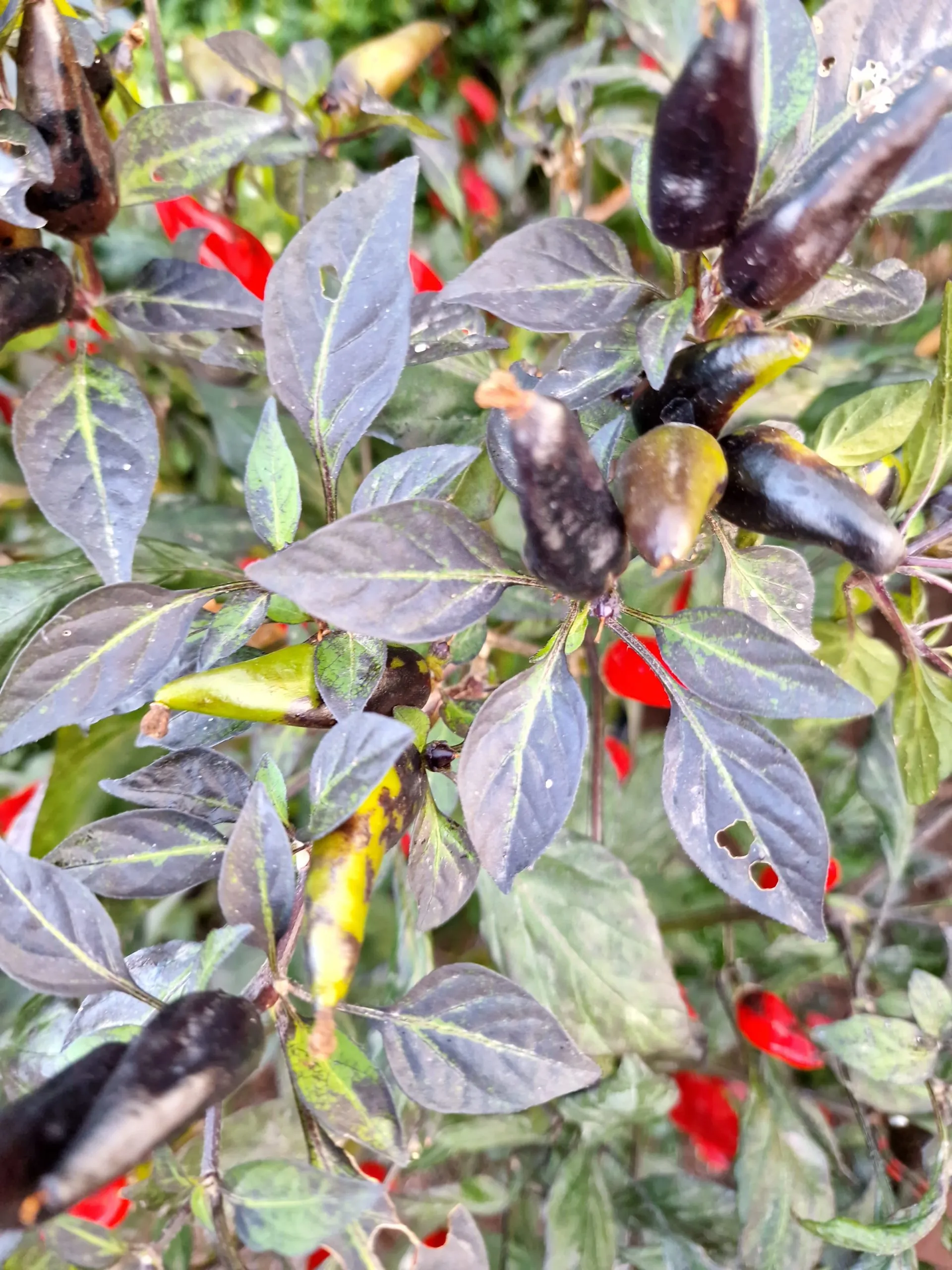 Variegated Mutant Dracula Chilli Seeds - Image 3