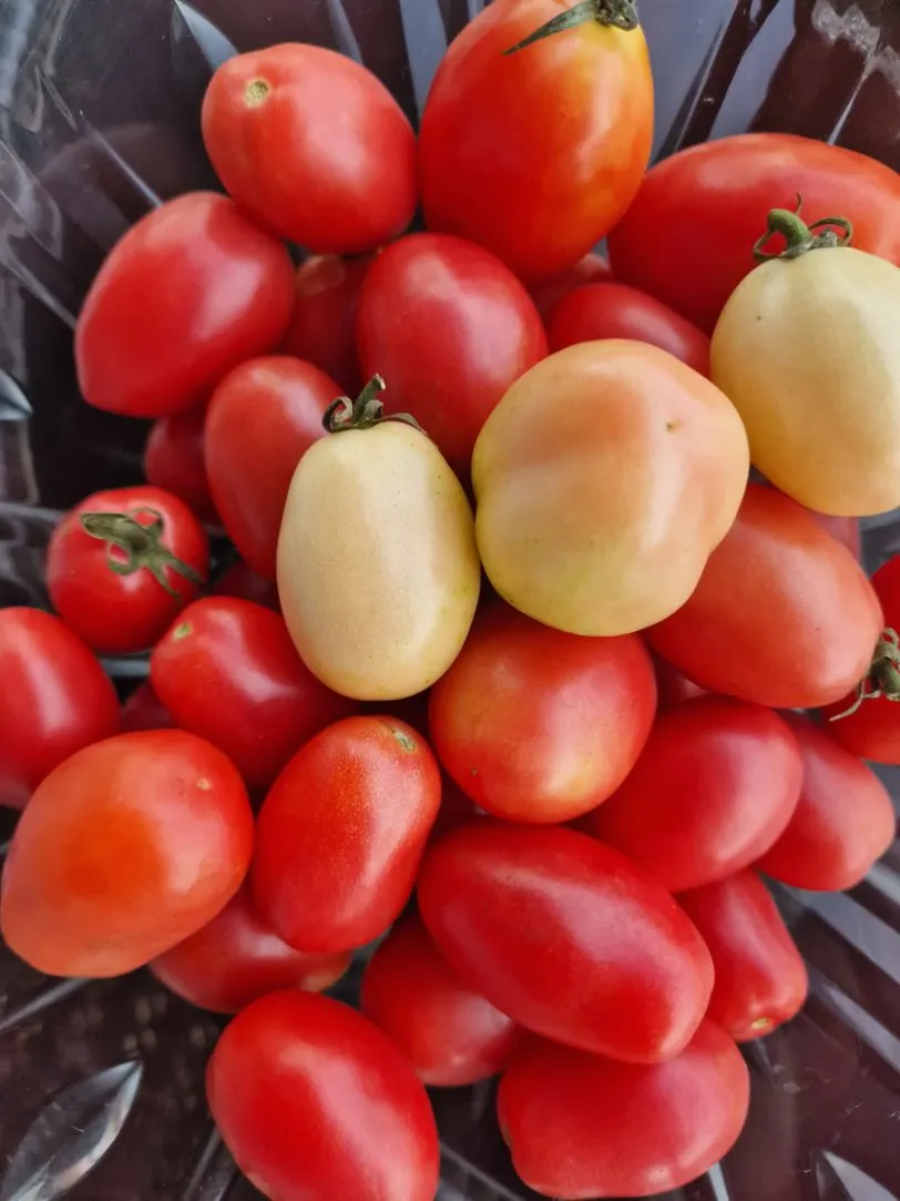 Thai Pink Egg Tomato Seeds - Image 4