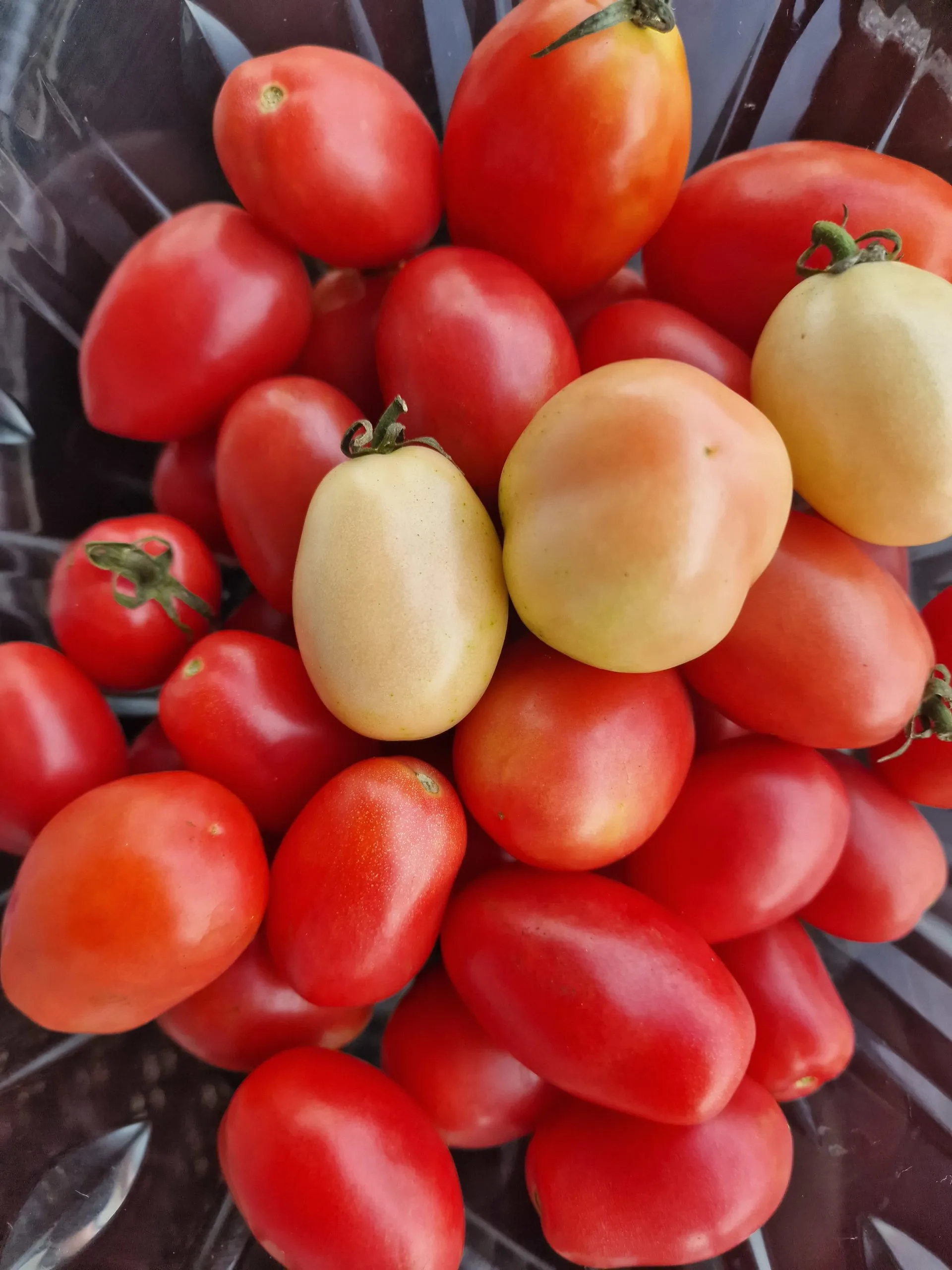 Thai Pink Egg Tomato Seeds - Image 4