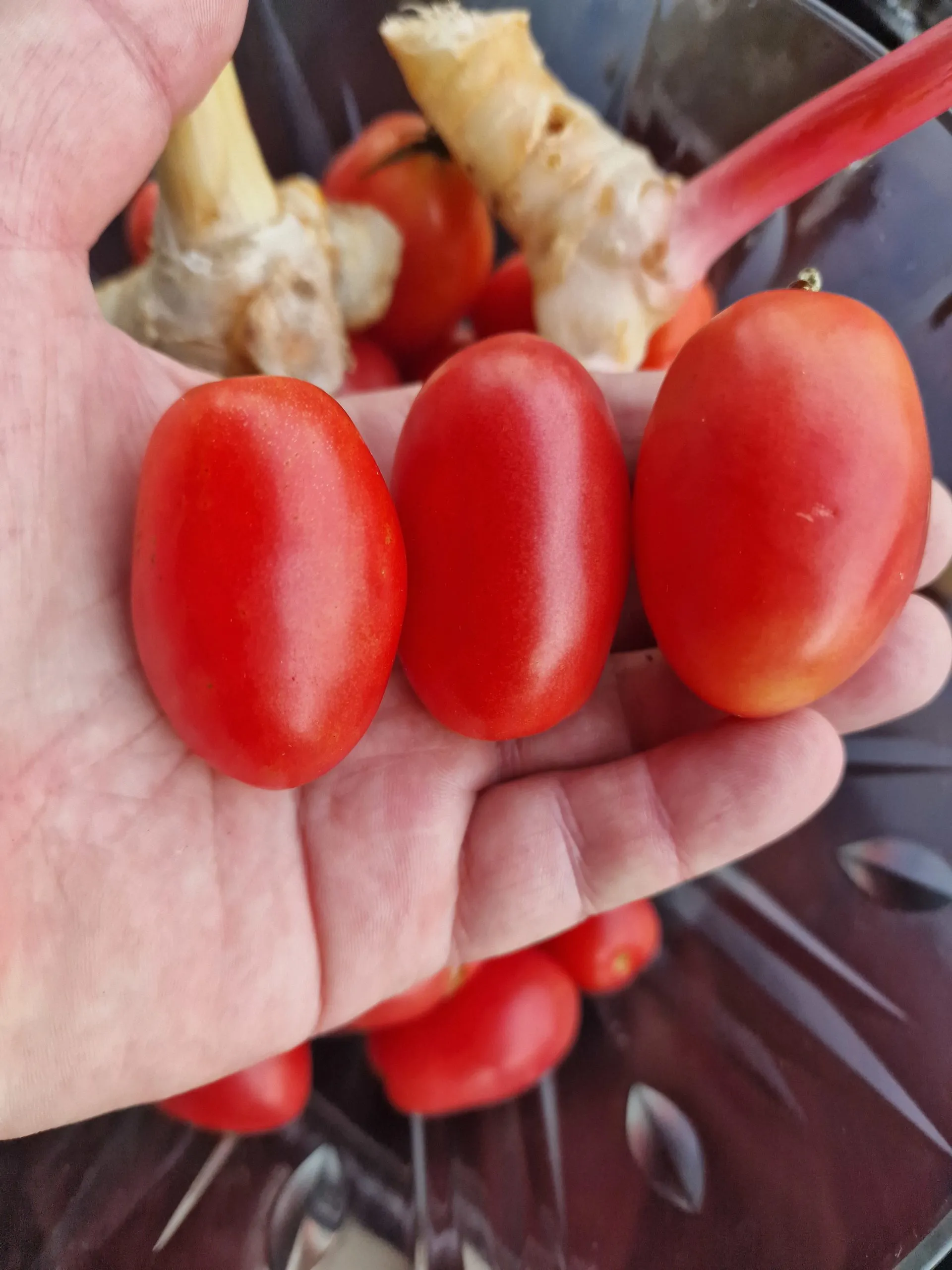Thai Pink Egg Tomato Seeds - Image 3
