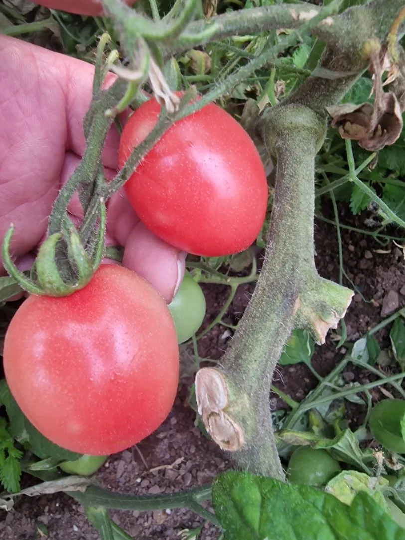 Thai Pink Egg Tomato Seeds - Image 2
