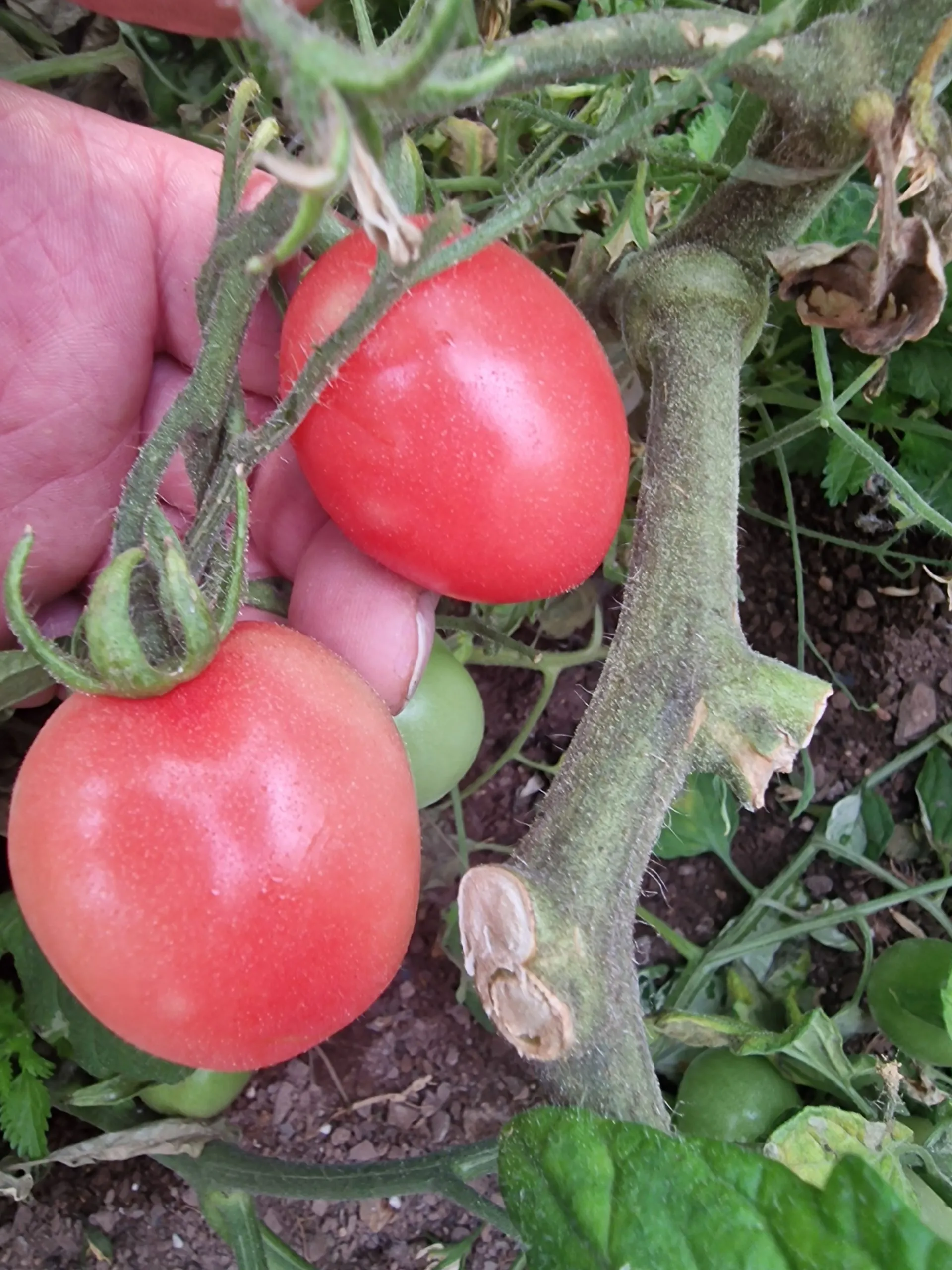 Thai Pink Egg Tomato Seeds - Image 2