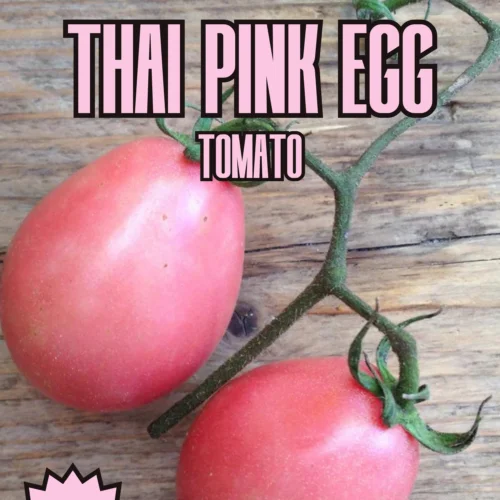 Thai Pink Egg Tomato Seeds