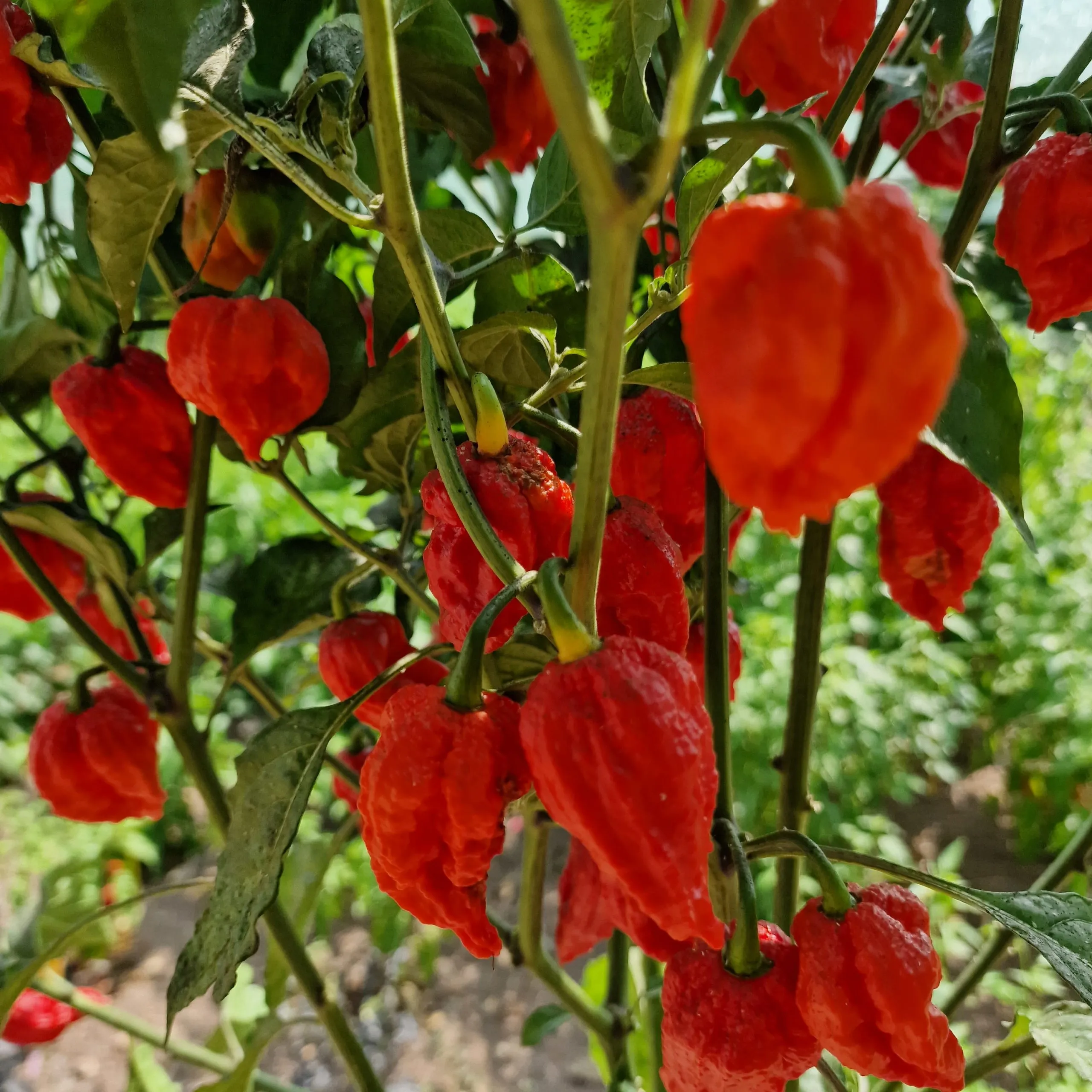 Umorok Red Ghost Chilli Seeds - Image 4