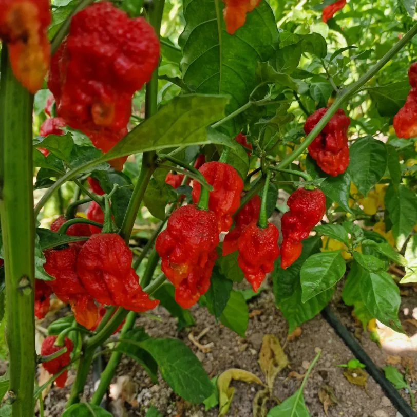 Umorok Red Ghost Chilli Seeds - Image 5