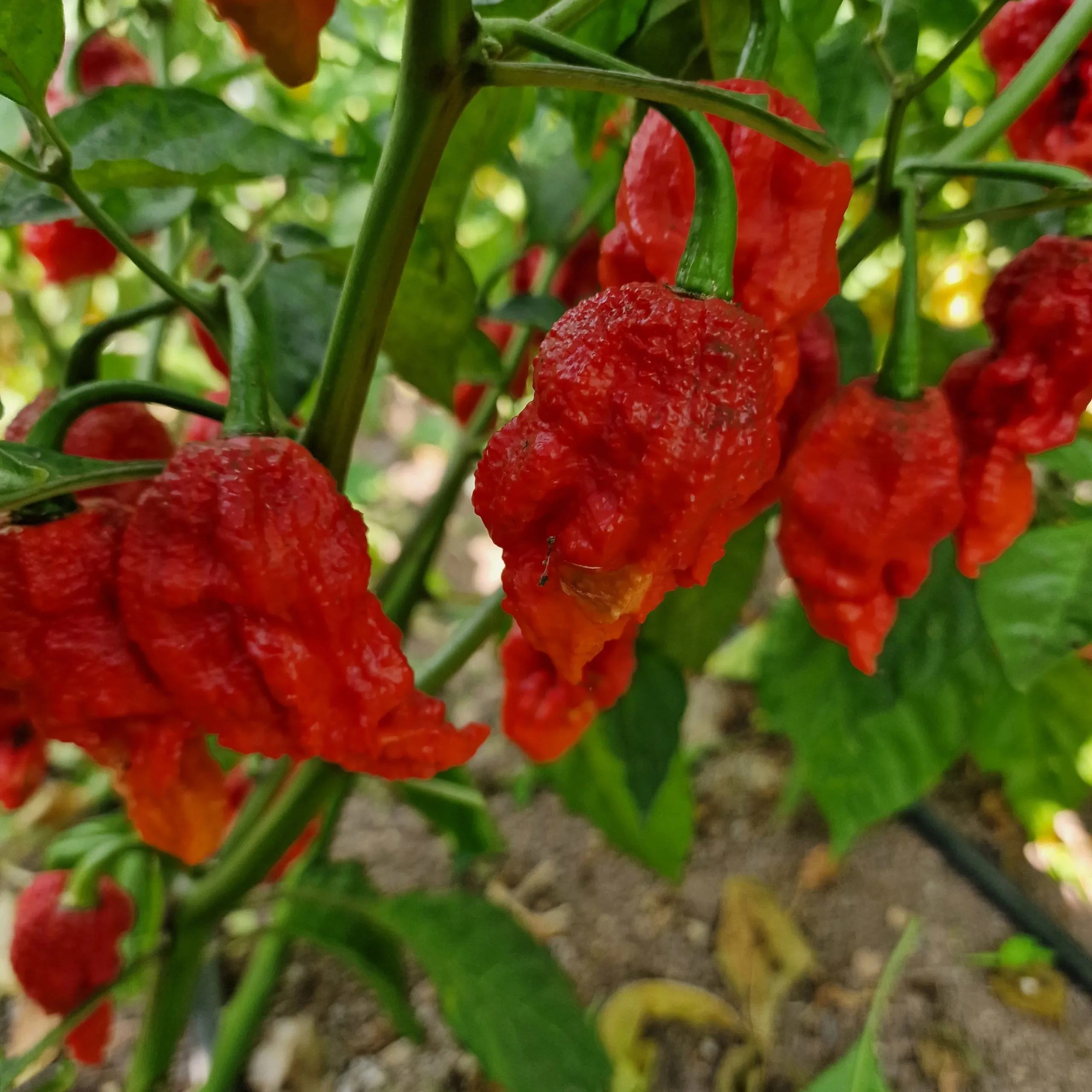 Umorok Red Ghost Chilli Seeds - Image 6