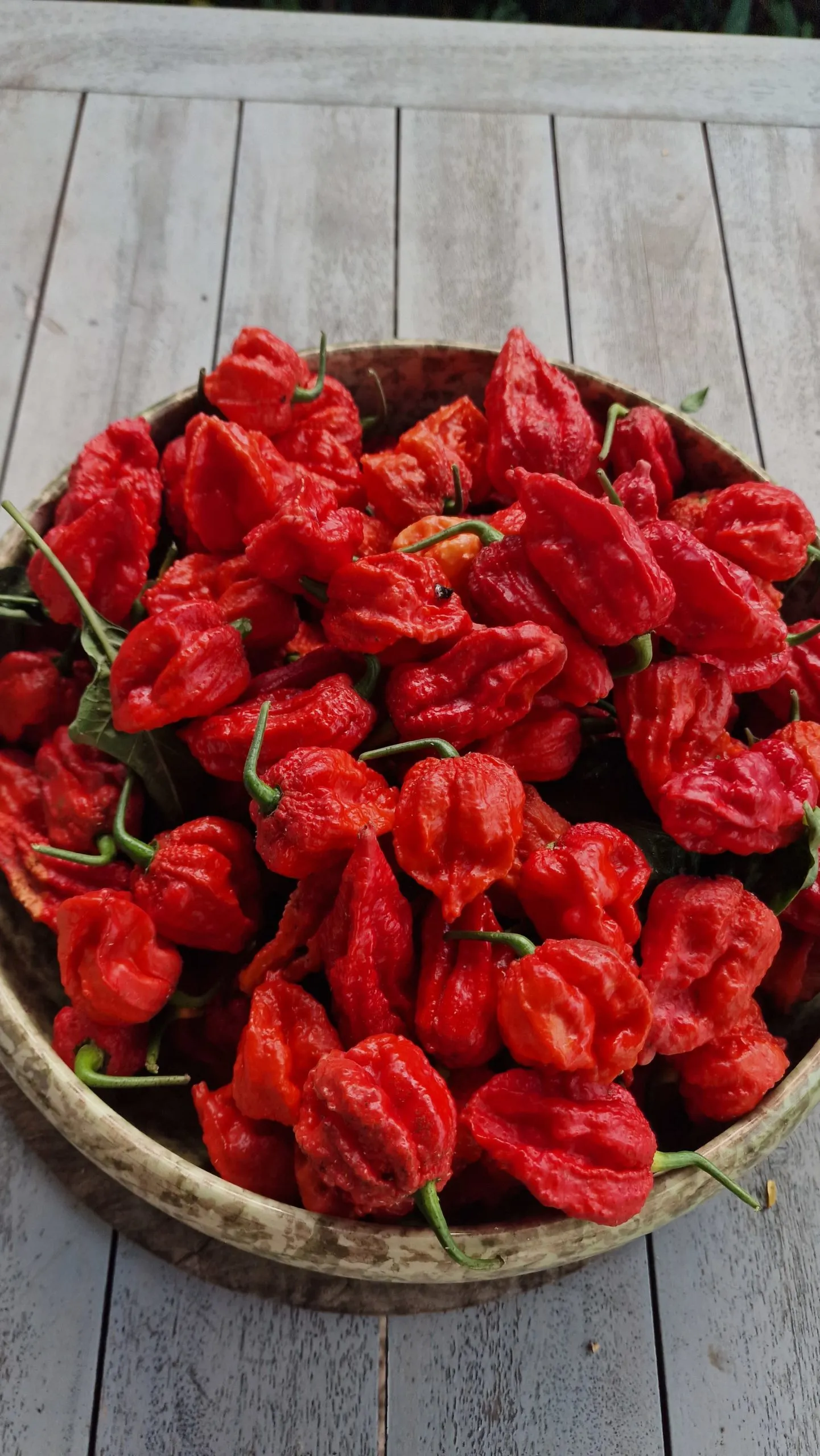 Umorok Red Ghost Chilli Seeds - Image 2