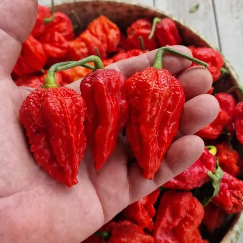 Umorok Red Ghost Chilli Seeds