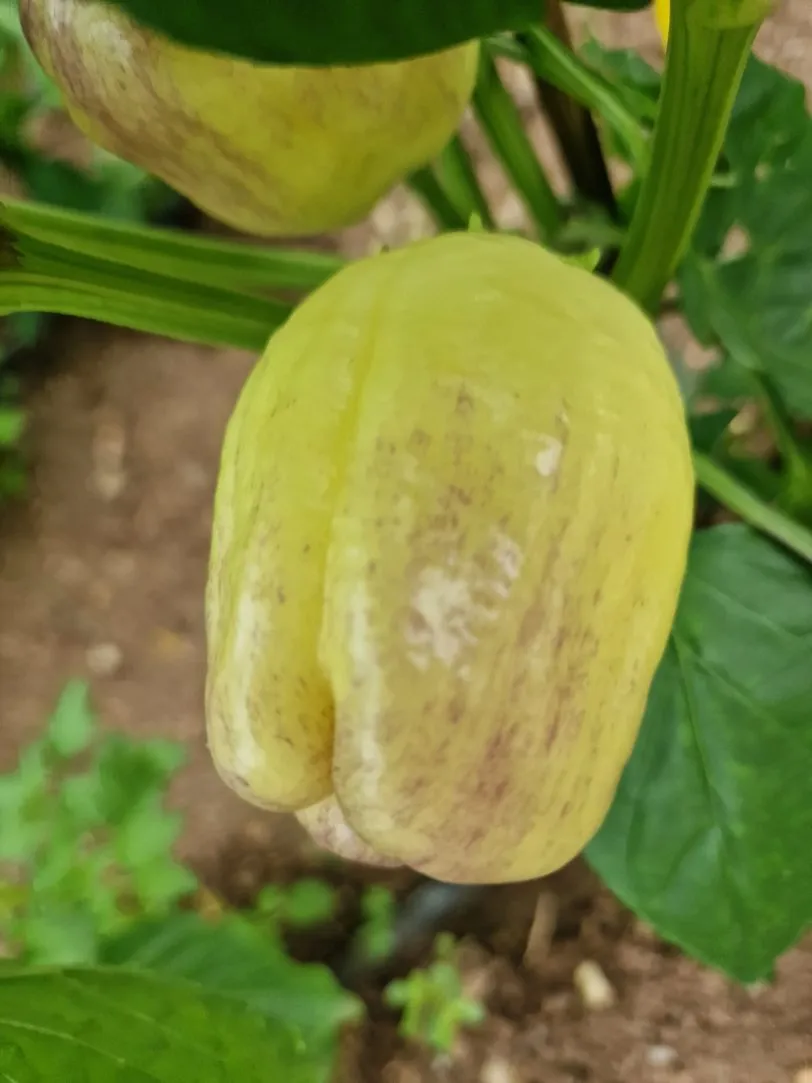 Purple Smudge Gold Sweet Pepper Seeds - Image 8