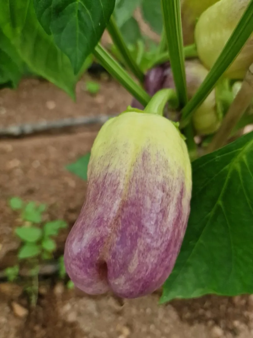Purple Smudge Gold Sweet Pepper Seeds - Image 7