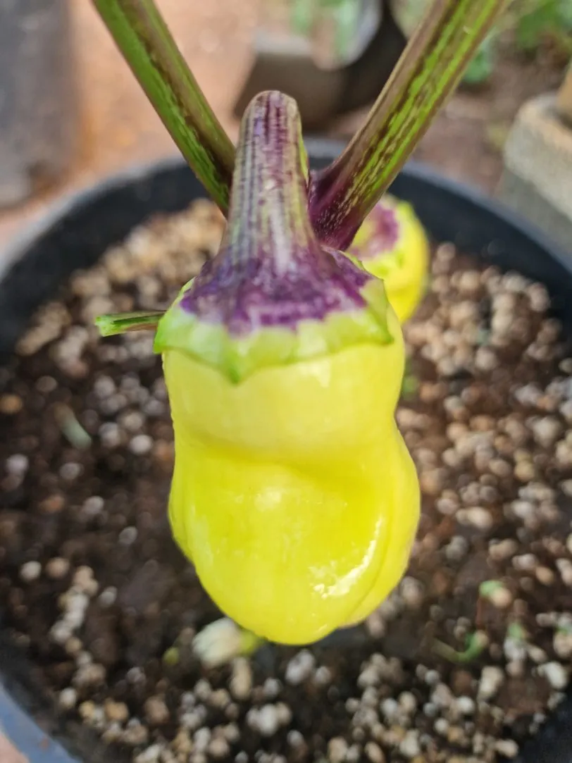Purple Smudge Gold Sweet Pepper Seeds - Image 6