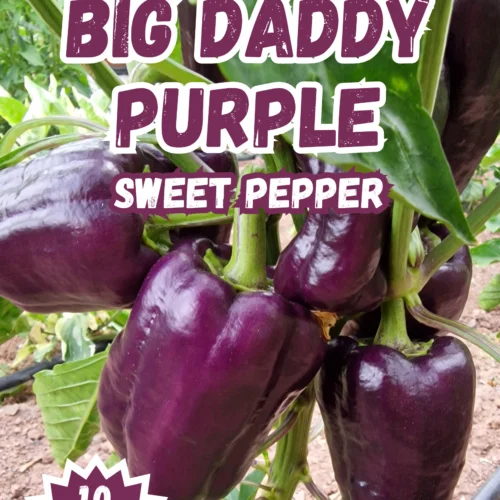 Big Daddy Purple Sweet Pepper Seeds