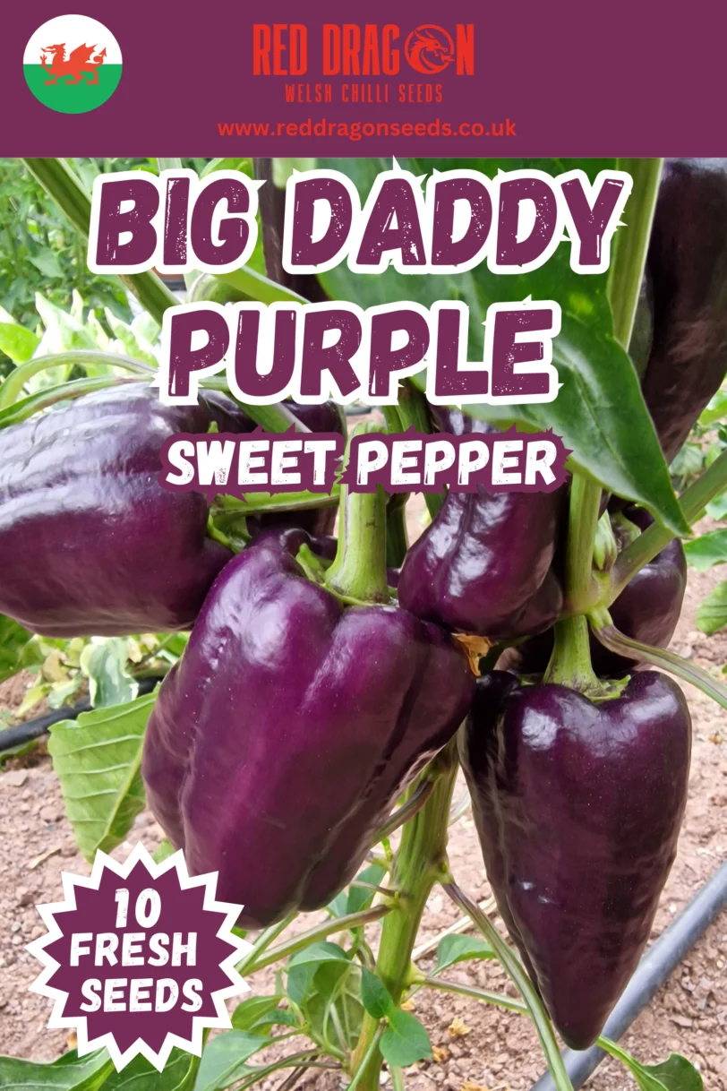 Big Daddy Purple Sweet Pepper Seeds