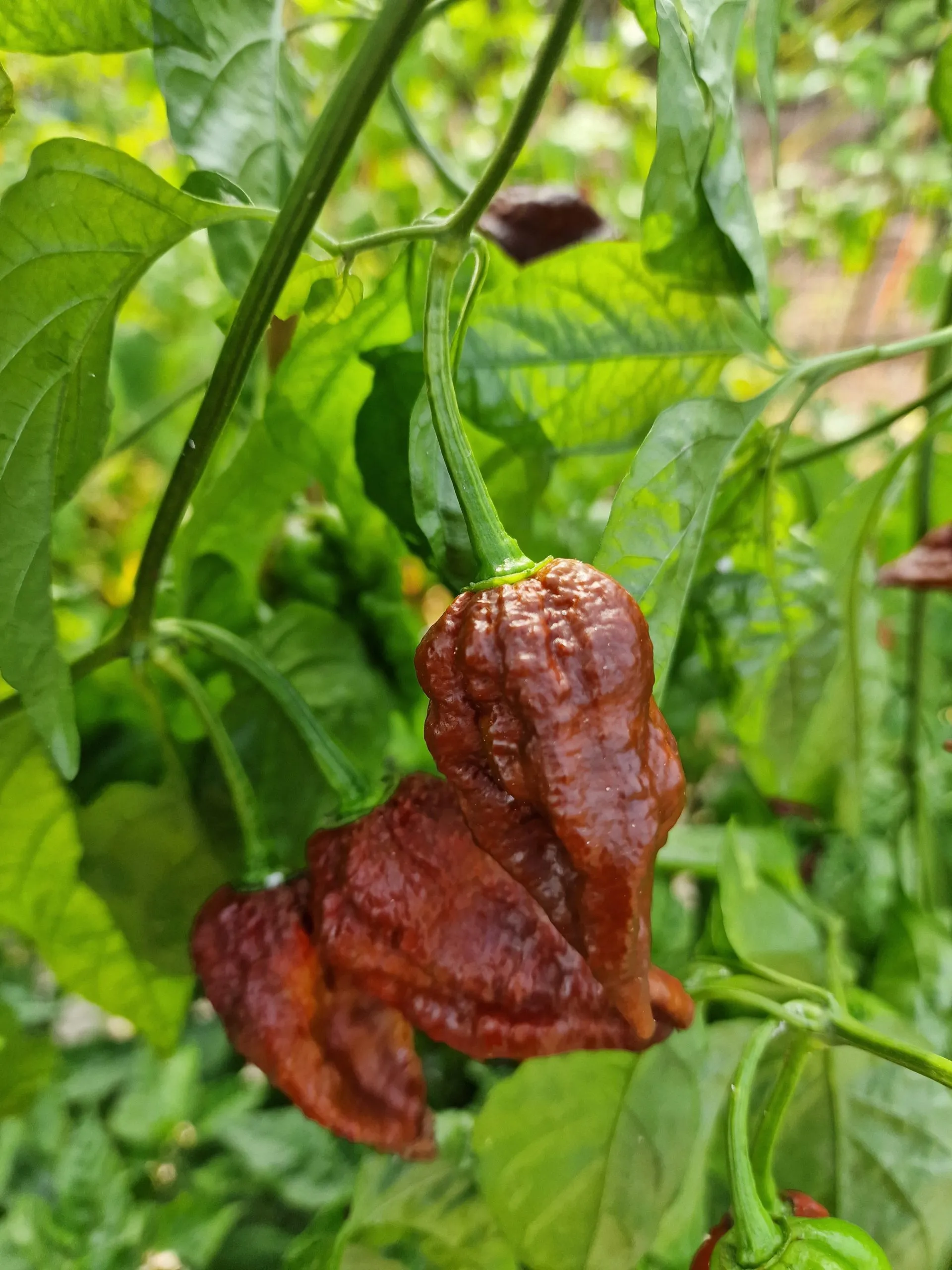 CP115 Chocolate Chilli Seeds - Image 3