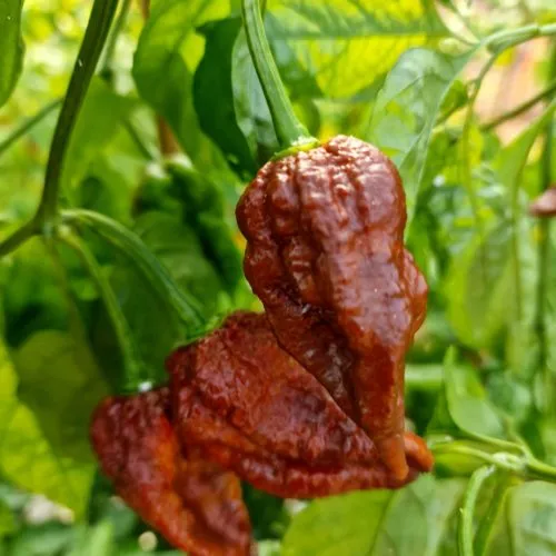 CP115 Chocolate Chilli Seeds