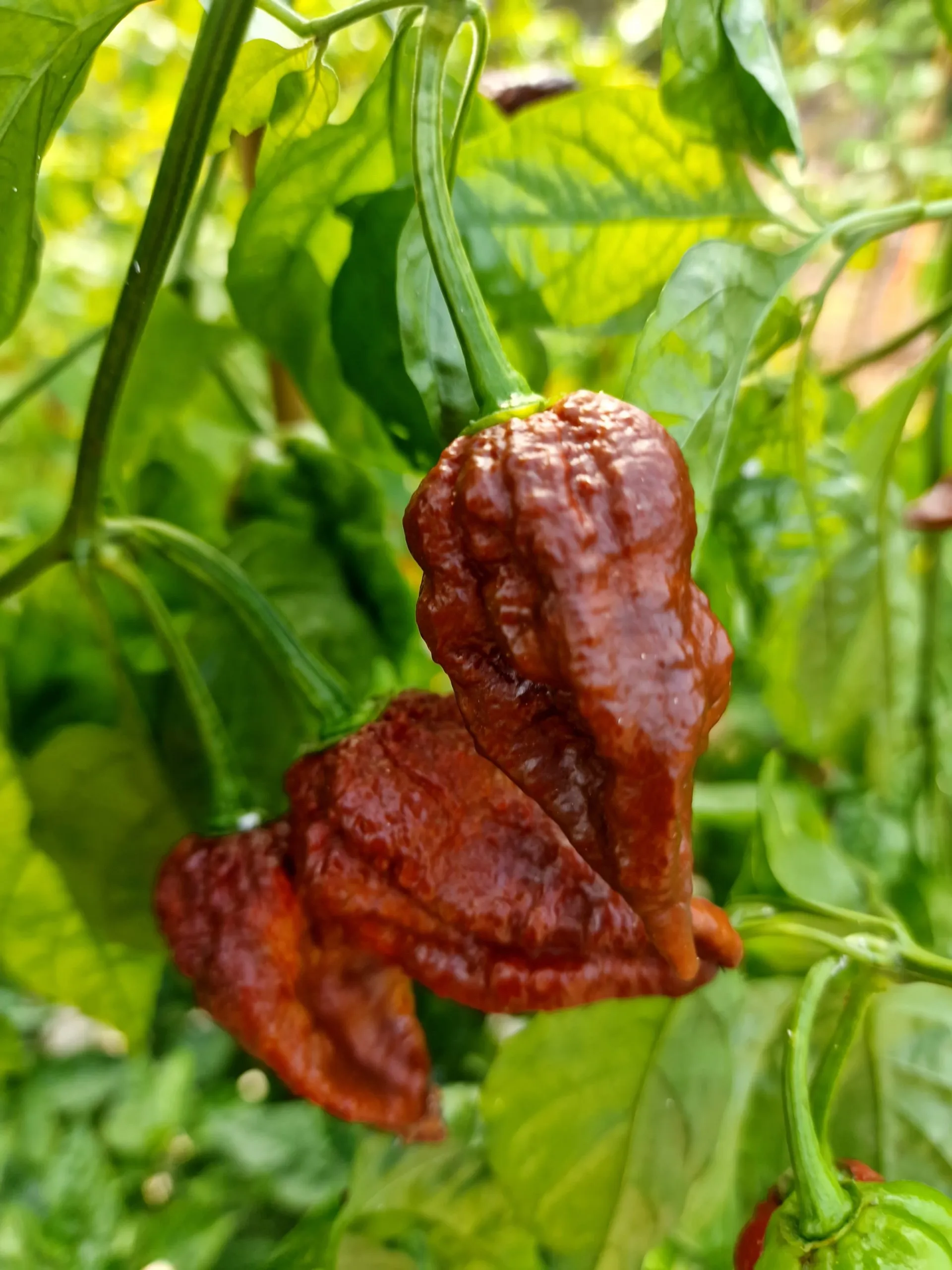 CP115 Chocolate Chilli Seeds