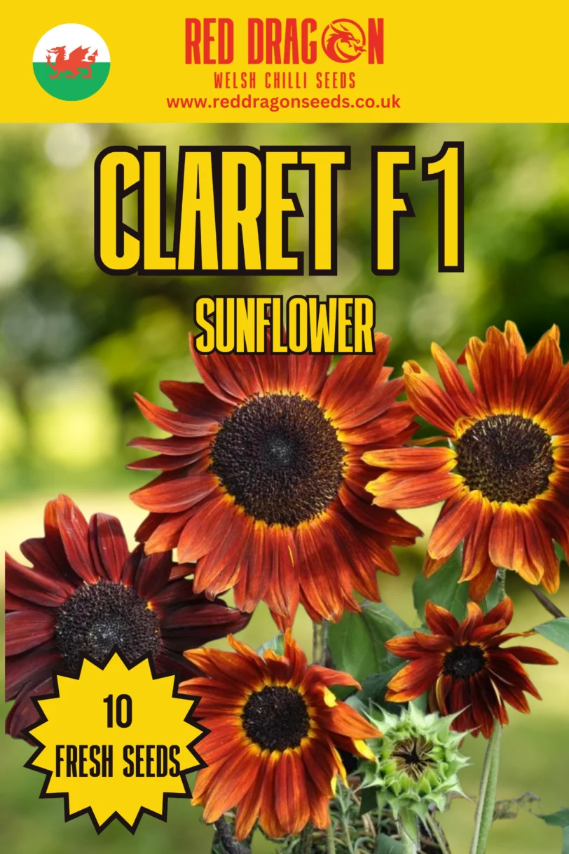 Sunflower Beauties - Triple Pack - Image 2