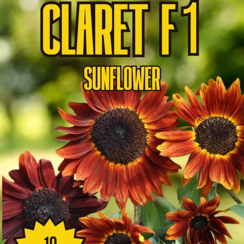 Claret F1 Sunflower Seeds