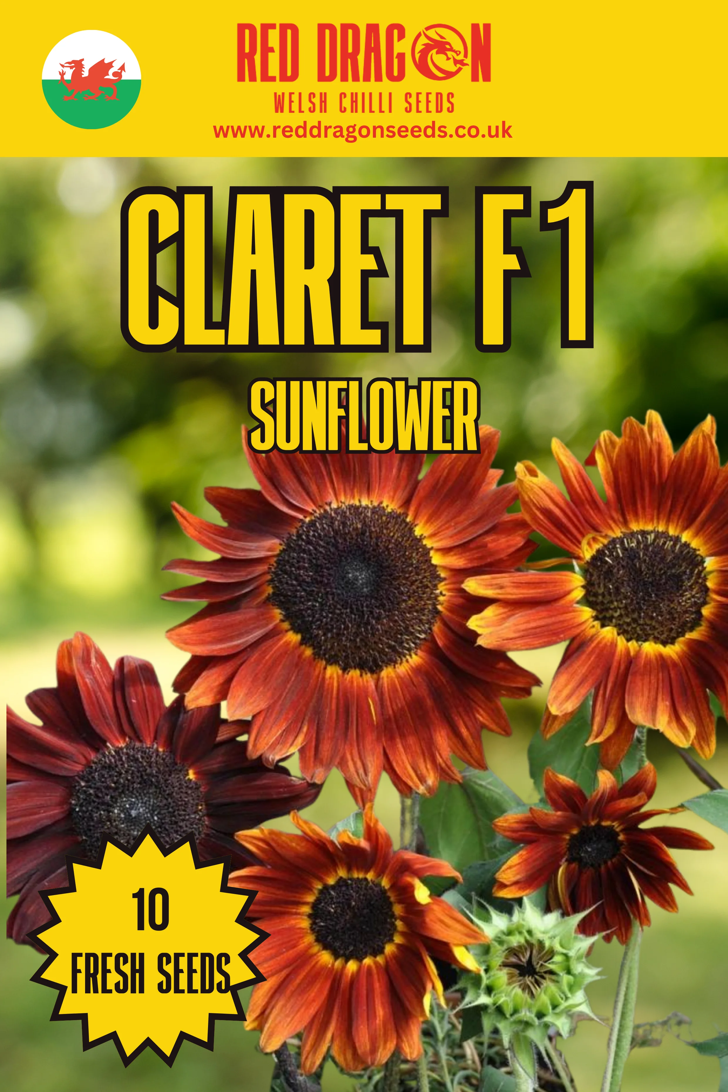 Claret F1 Sunflower Seeds