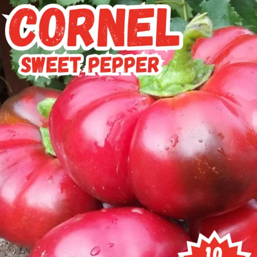Cornel Sweet Pepper Seeds