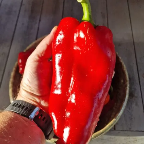 Ljubo Palm Sweet Pepper Seeds