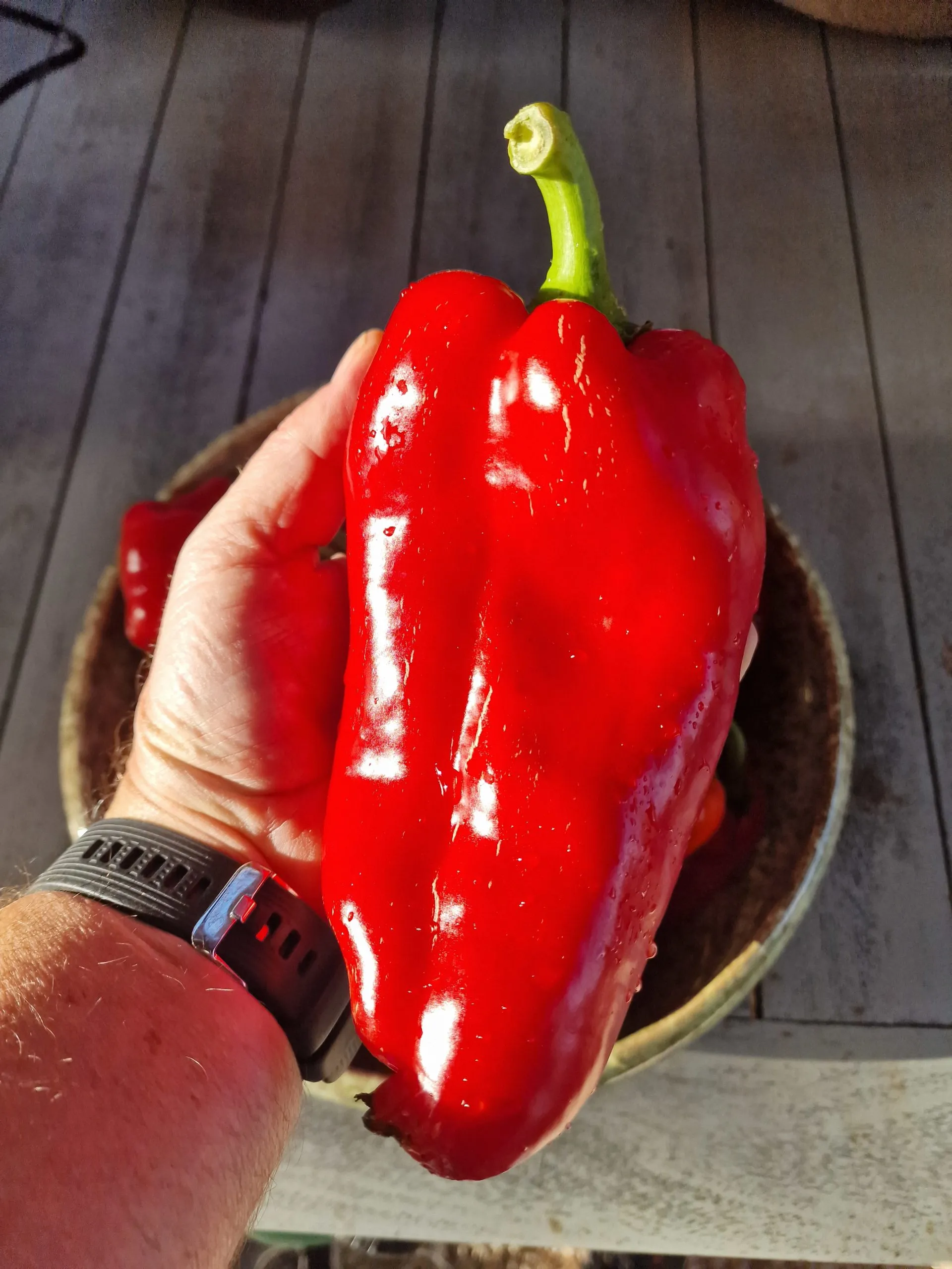 Ljubo Palm Sweet Pepper Seeds