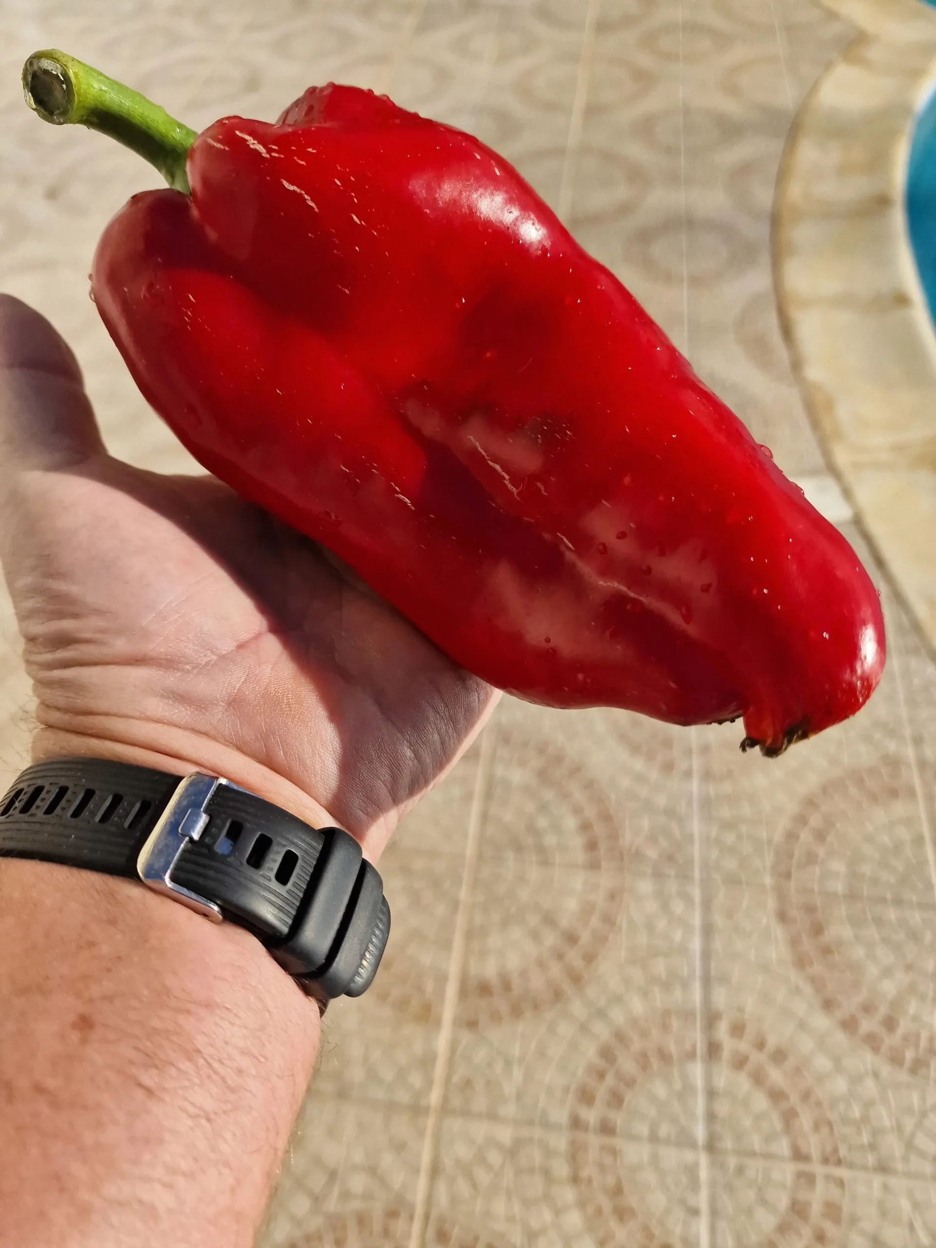 Ljubo Palm Sweet Pepper Seeds - Image 2