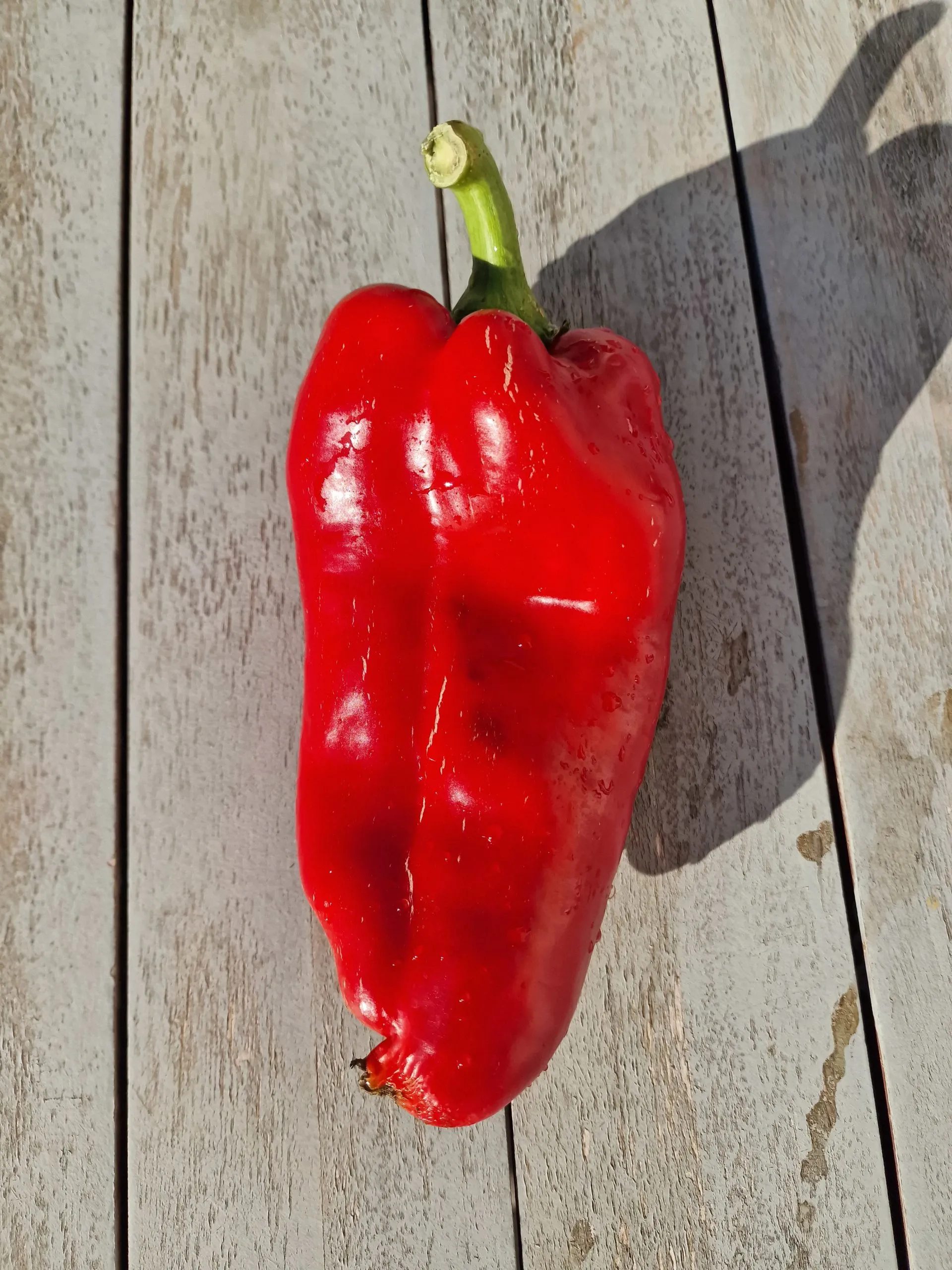Ljubo Palm Sweet Pepper Seeds - Image 4