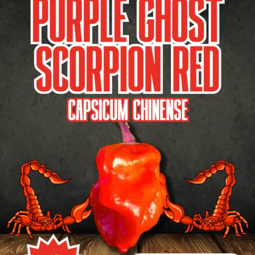 Purple Ghost Scorpion Red Chilli Seeds