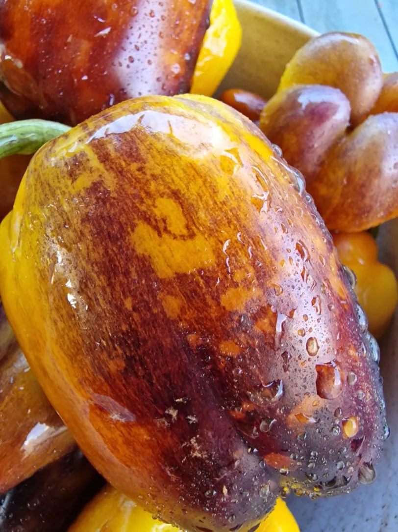 Purple Smudge Gold Sweet Pepper Seeds - Image 4