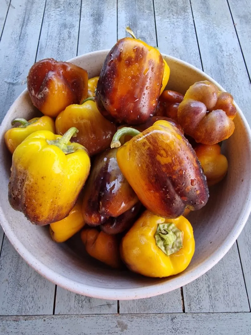 Purple Smudge Gold Sweet Pepper Seeds - Image 3