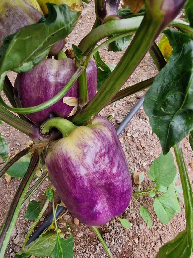 Purple Smudge Gold Sweet Pepper Seeds - Image 2