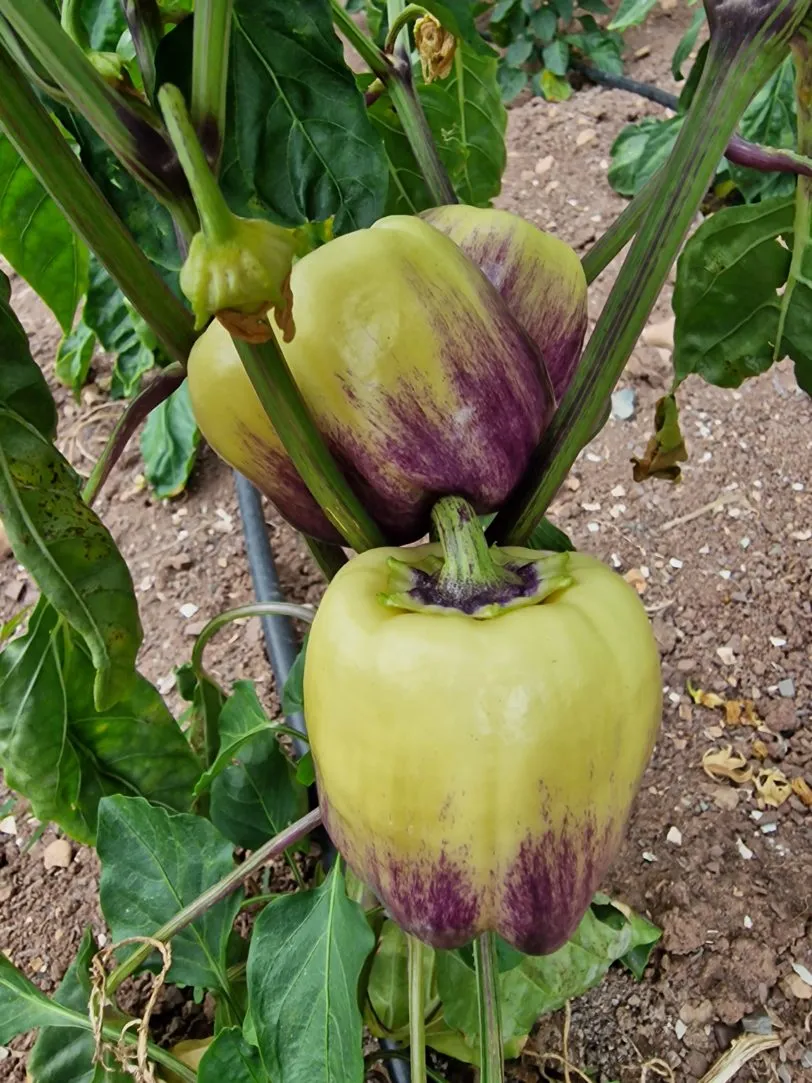 Purple Smudge Gold Sweet Pepper Seeds - Image 5