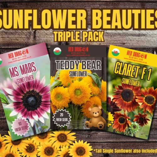 Sunflower Beauties - Triple Pack